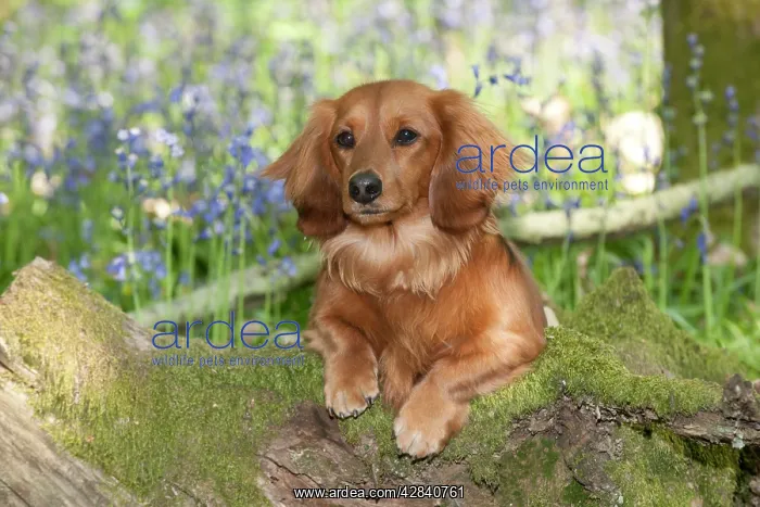 : DOG - Miniature long haired dachshund sitting in bluebells : DOG - Miniature long haired dachshund sitting in bluebells