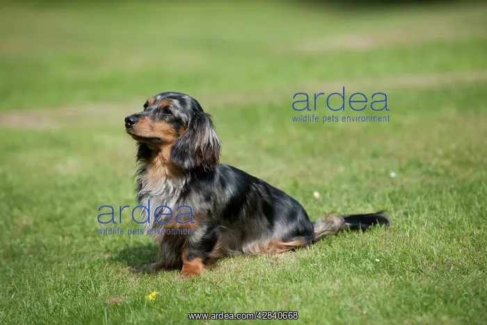  : DOG - Miniature long haired dachshund sitting in garden