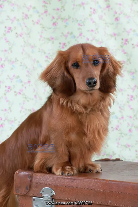 : Dog - Miniature Long Haired Dachshund - standing : Dog - Miniature Long Haired Dachshund - standing