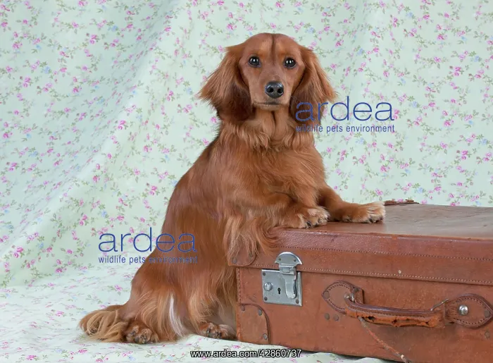 : Dog - Miniature Long Haired Dachshund - standing : Dog - Miniature Long Haired Dachshund - standing