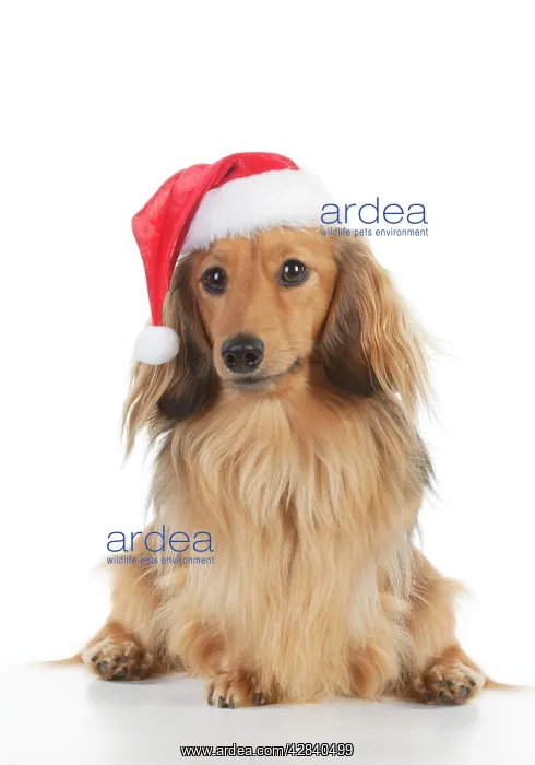 : DOG - Miniature long haired dachshund wearing christmas : DOG - Miniature long haired dachshund wearing christmas