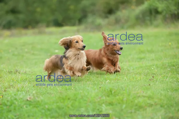 : DOG - Miniature long haired dachshunds running through field : DOG - Miniature long haired dachshunds running through field