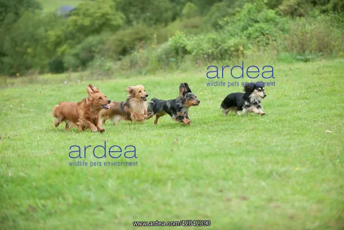 : DOG - Miniature long haired dachshunds running through field : DOG - Miniature long haired dachshunds running through field
