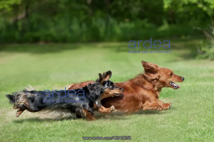 : DOG - Miniature long haired dachshunds running in garden : DOG - Miniature long haired dachshunds running in garden