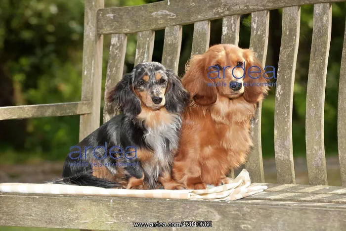 : DOG - Miniature long haired dachshunds sitting : DOG - Miniature long haired dachshunds sitting