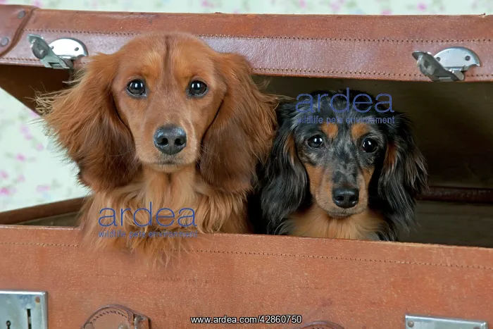 : Dog - Miniature Long Haired Dachshunds - sitting : Dog - Miniature Long Haired Dachshunds - sitting