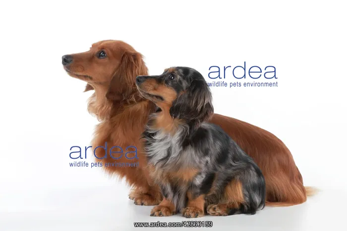 : Dog - Miniature Long Haired Dachshunds - sitting : Dog - Miniature Long Haired Dachshunds - sitting