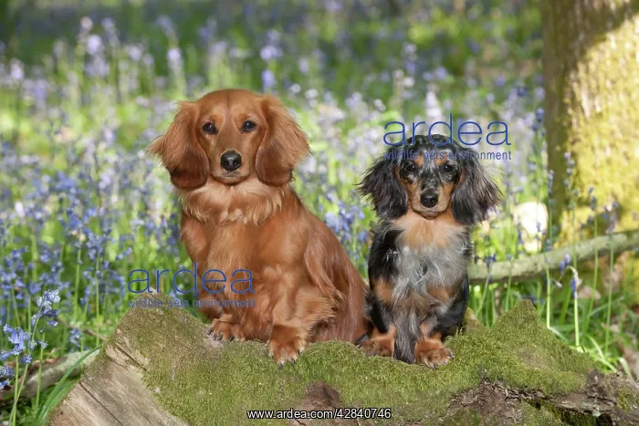 : DOG - Miniature long haired dachshunds sitting in bluebells : DOG - Miniature long haired dachshunds sitting in bluebells