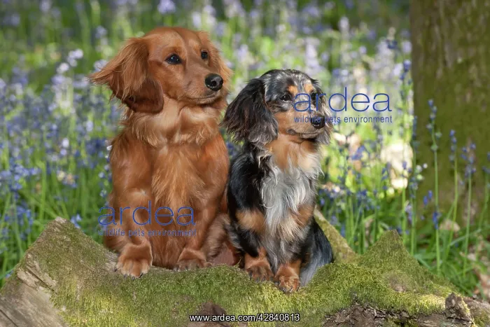: DOG - Miniature long haired dachshunds sitting in bluebells : DOG - Miniature long haired dachshunds sitting in bluebells