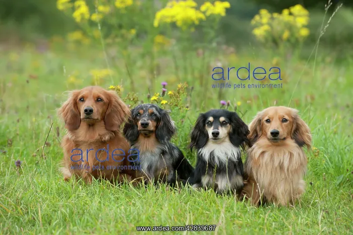 : DOG - Miniature long haired dachshunds sitting in a row : DOG - Miniature long haired dachshunds sitting in a row