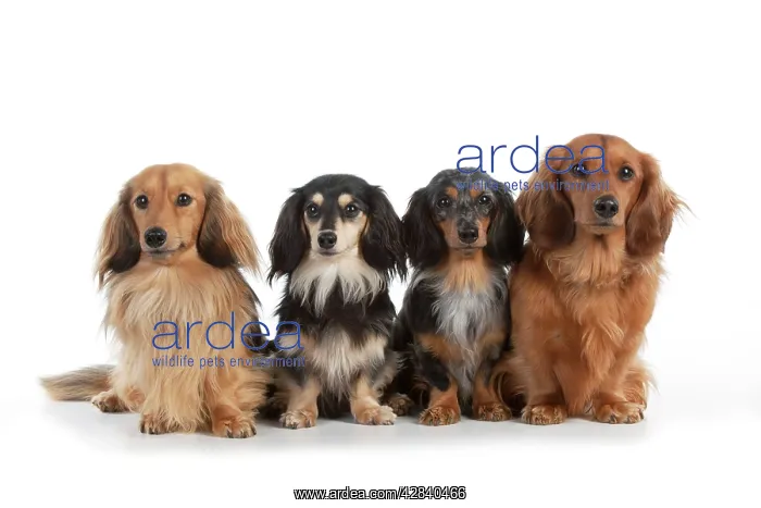 : DOG - Miniature long haired dachshunds sitting in a row : DOG - Miniature long haired dachshunds sitting in a row