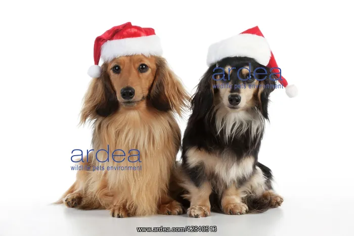  : DOG - Miniature long haired dachshunds wearing