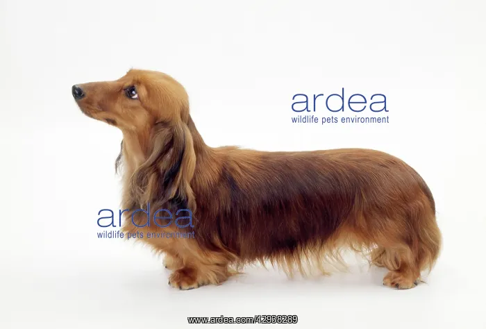 : Dog - Miniature Longhaired Dachshund : Dog - Miniature Longhaired Dachshund
