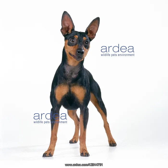  : DOG - Miniature Pinscher