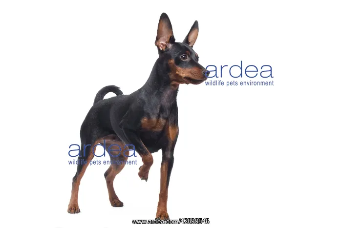  : Dog - Miniature Pinscher