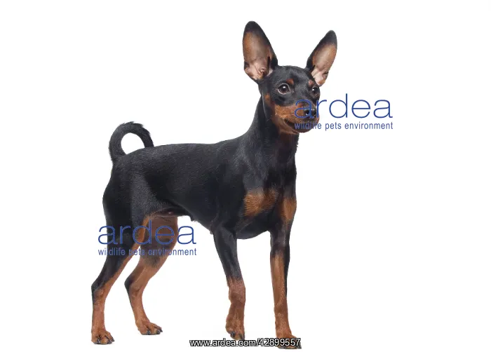  : Dog - Miniature Pinscher