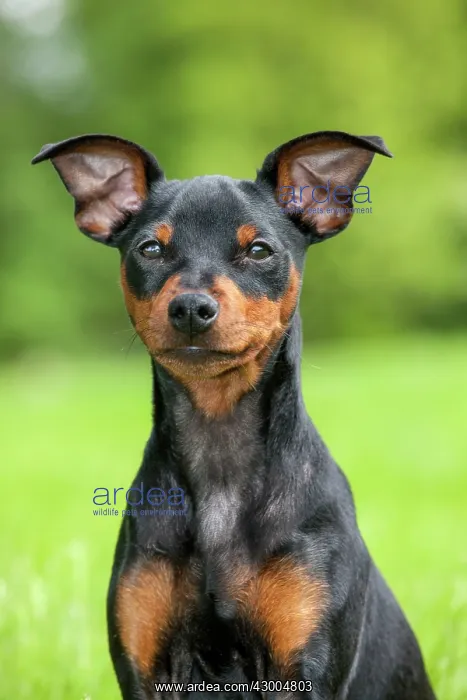  : Dog - Miniature Pinscher