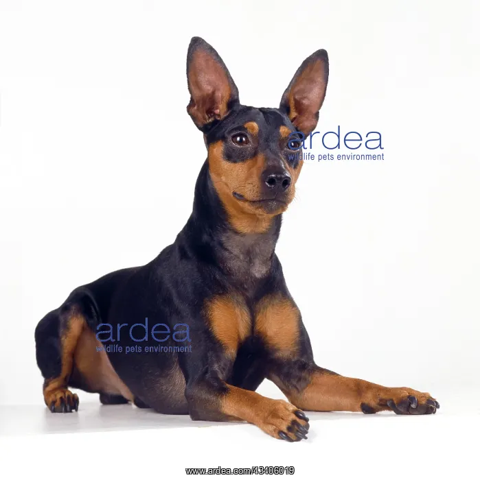  : DOG - Miniature Pinscher