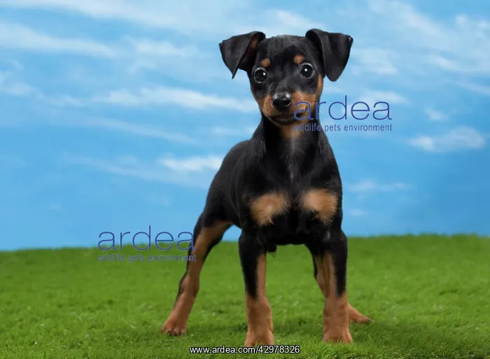  : Dog - Miniature Pinscher Puppy