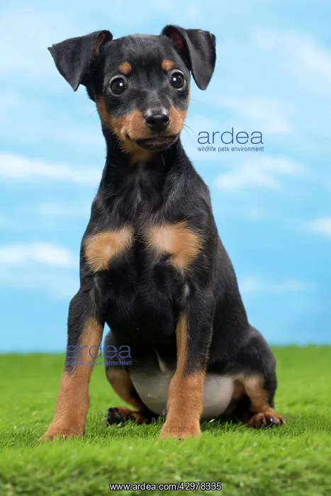  : Dog - Miniature Pinscher Puppy