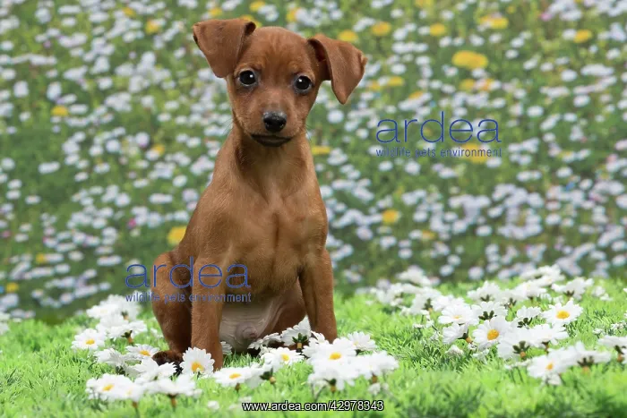  : Dog - Miniature Pinscher Puppy