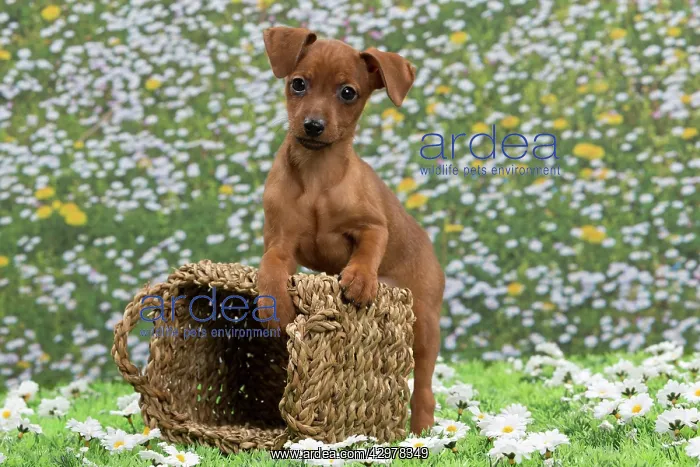  : Dog - Miniature Pinscher Puppy