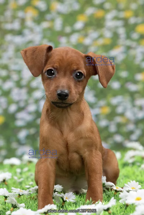 : Dog - Miniature Pinscher Puppy