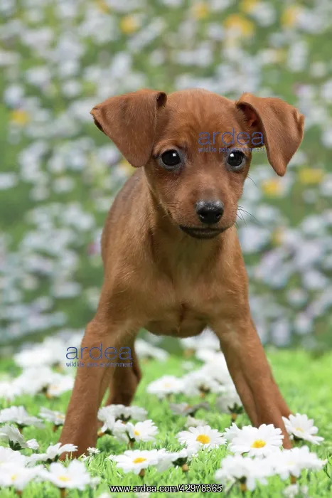  : Dog - Miniature Pinscher Puppy