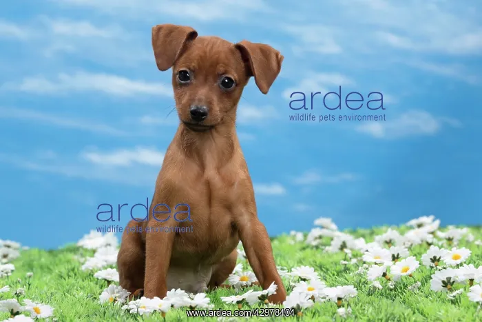  : Dog - Miniature Pinscher Puppy