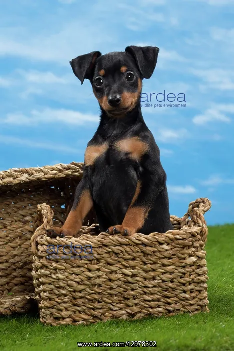  : Dog - Miniature Pinscher Puppy - in basket