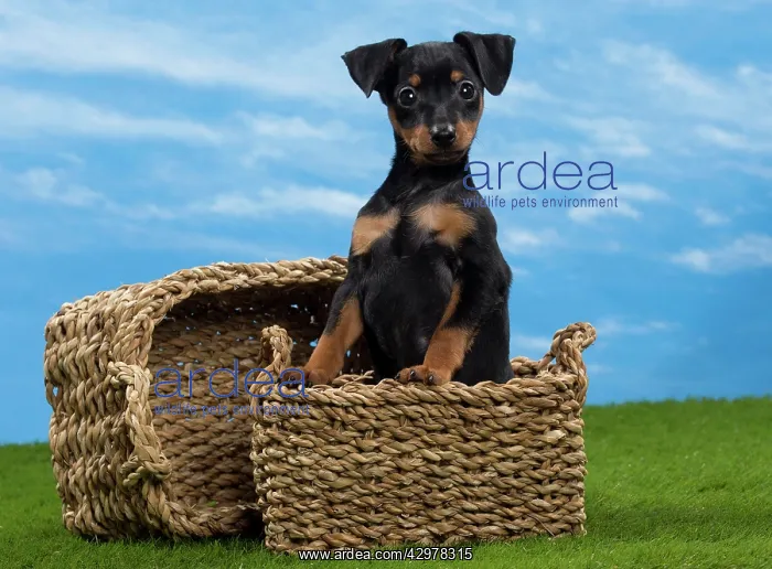  : Dog - Miniature Pinscher Puppy - in basket