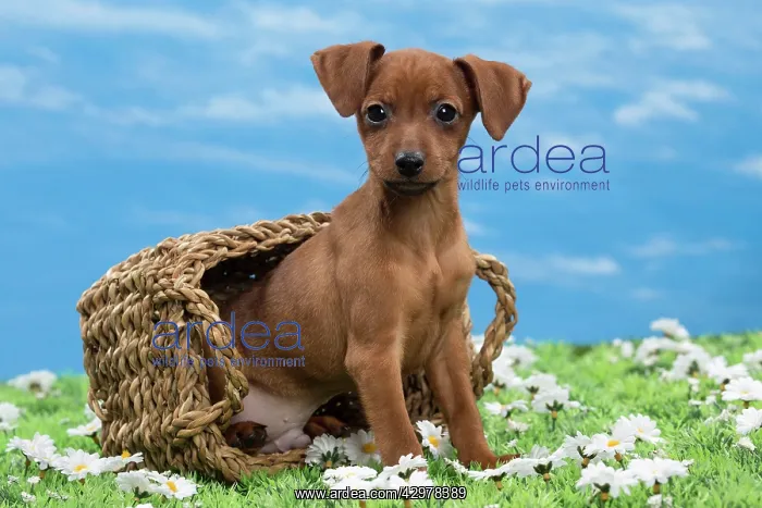  : Dog - Miniature Pinscher Puppy - in basket