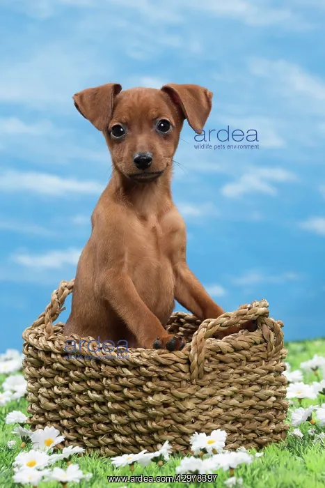  : Dog - Miniature Pinscher Puppy - in basket