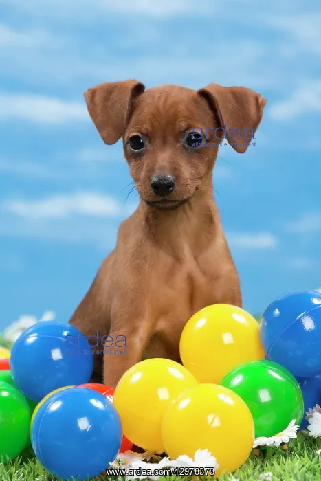 : Dog - Miniature Pinscher Puppy - with coloured balls : Dog - Miniature Pinscher Puppy - with coloured balls