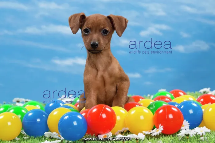 : Dog - Miniature Pinscher Puppy - with coloured balls : Dog - Miniature Pinscher Puppy - with coloured balls