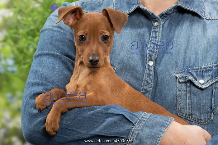: Dog - Miniature Pinscher puppy in owners arms : Dog - Miniature Pinscher puppy in owners arms
