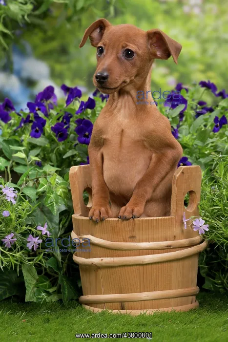  : Dog - Miniature Pinscher puppy in wooden basket