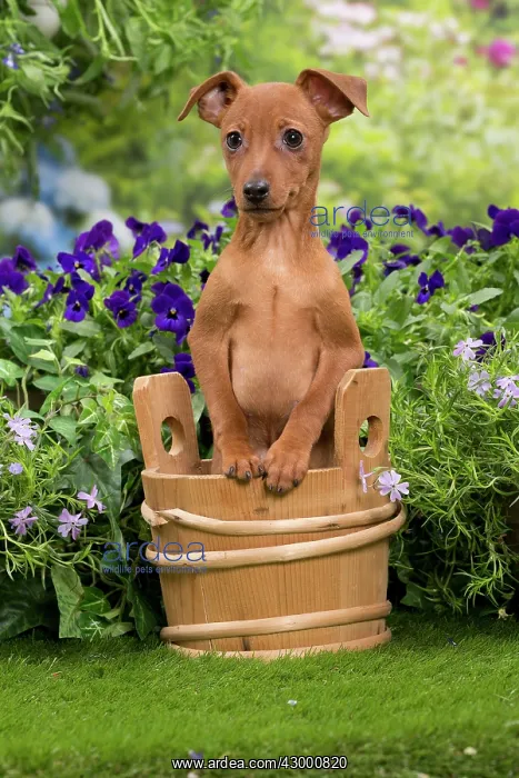 : Dog - Miniature Pinscher puppy in wooden basket : Dog - Miniature Pinscher puppy in wooden basket