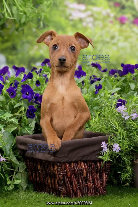 : Dog - Miniature Pinscher puppy in wooden basket : Dog - Miniature Pinscher puppy in wooden basket