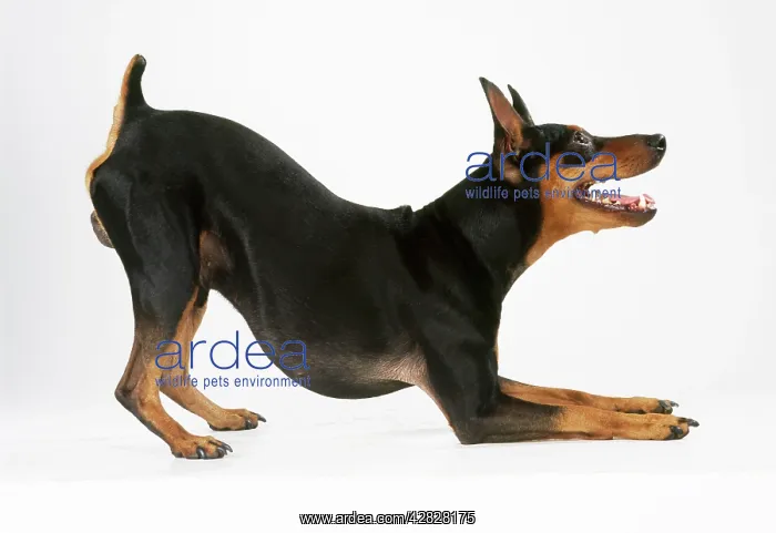 : DOG - Miniature Pinscher - Resting on front legs : DOG - Miniature Pinscher - Resting on front legs