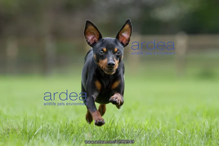  : Dog - Miniature Pinscher running in garden