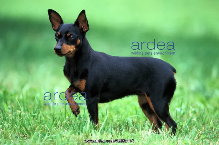 : Dog - Miniature Pinscher standing alert in grass : Dog - Miniature Pinscher standing alert in grass