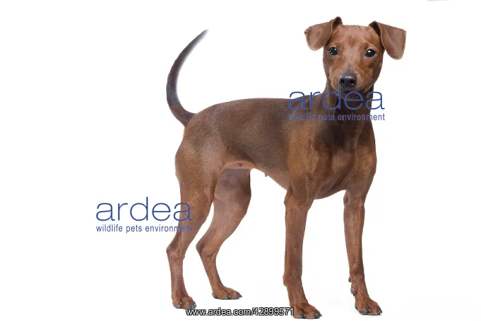  : Dog - Miniature Pinscher in studio