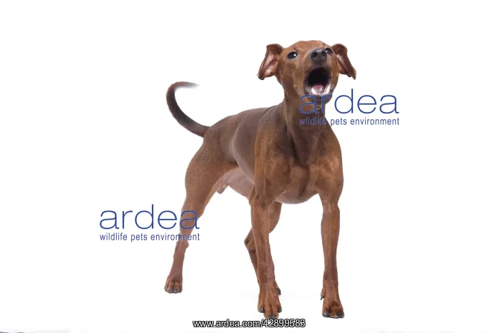  : Dog - Miniature Pinscher in studio