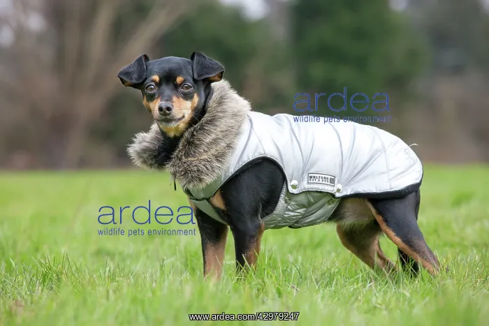 : Dog - Miniature Pinscher wearing coat : Dog - Miniature Pinscher wearing coat