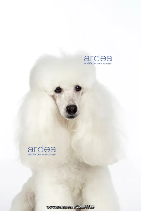 : DOG. miniature Poodle