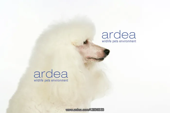  : DOG. miniature Poodle