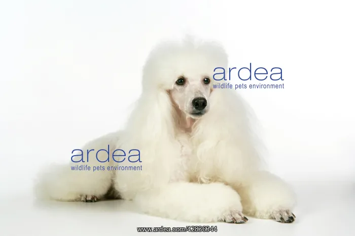  : DOG. miniature Poodle