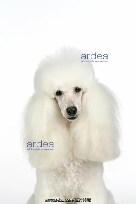 : DOG - Miniature Poodle : DOG - Miniature Poodle