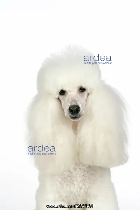 : DOG - Miniature Poodle : DOG - Miniature Poodle